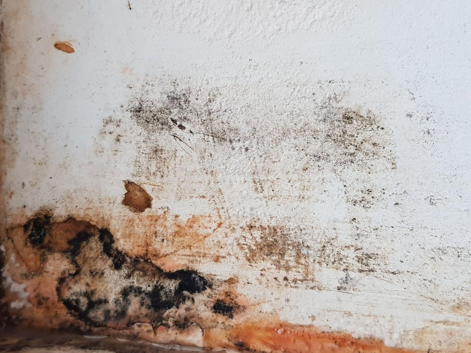 black mold on drywall